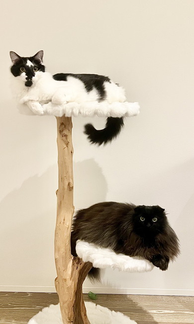 キャットタワーで休む2匹の猫ちゃん