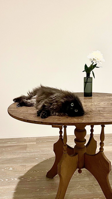 ひとやすみ中の猫ちゃん