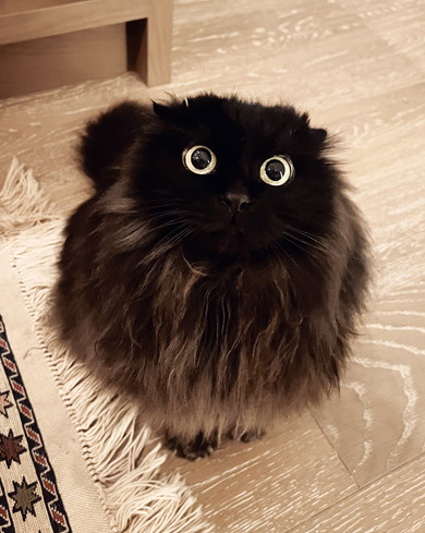 見上げる猫ちゃん