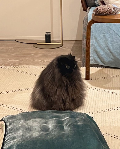 三角形の猫ちゃん