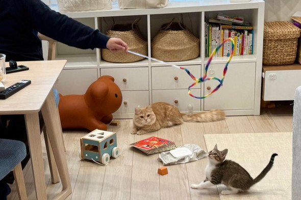 2歳息子と猫ちゃんの世話をするパパ