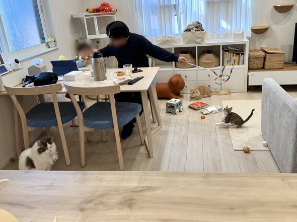 2歳息子と猫ちゃんの世話をするパパ