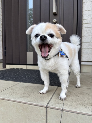 あくび中のチワワのワンコ