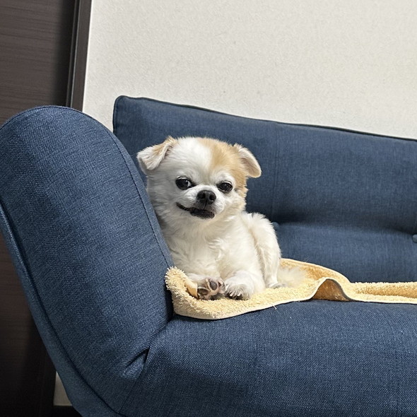 チワワのワンコ