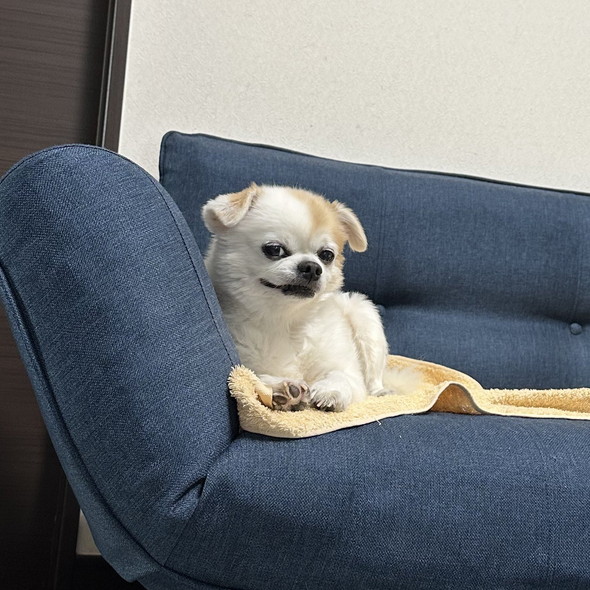 チワワのワンコ