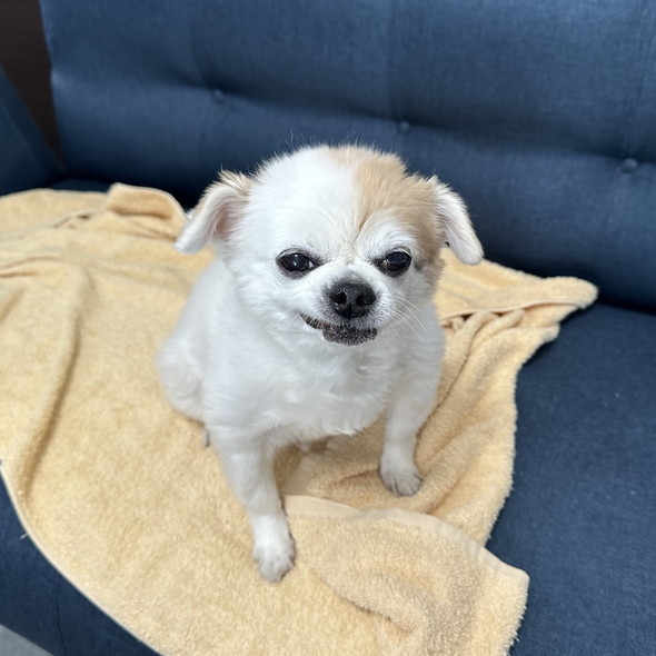 ニヤっとするチワワのワンコ