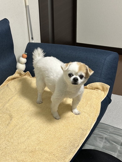 すっと立っているチワワのワンコ