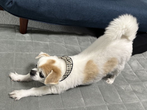 体を伸ばすチワワのワンコ