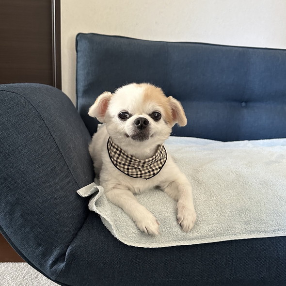 見上げるチワワのワンコ