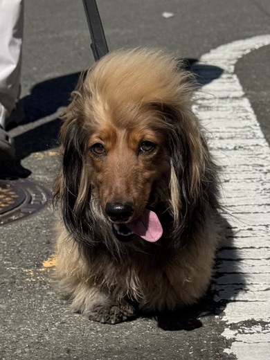 散歩中のワンコ