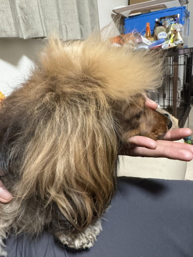 ふさふさワンコの横顔