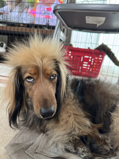 白目むいているワンコ