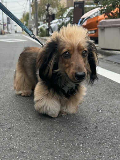 お散歩中のワンコ