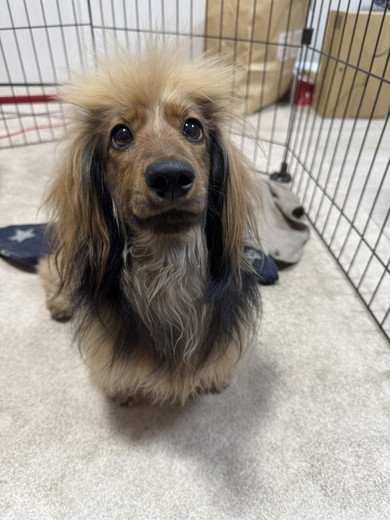 見上げるワンコ