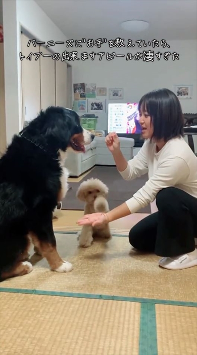 「おて」の練習中の後輩犬、先輩の“できるアピール”が激しい