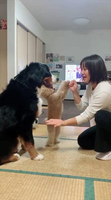 「おて」の練習中の後輩犬、先輩の“できるアピール”が激しい