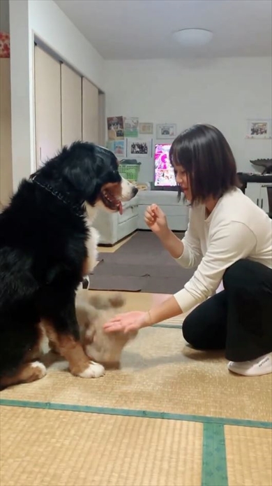 「おて」の練習中の後輩犬、先輩の“できるアピール”が激しい