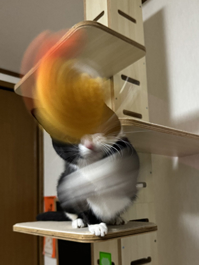 何が起こっているか分からない猫ちゃん画像