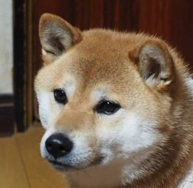 ジェラートピケの腹巻を巻いた柴犬