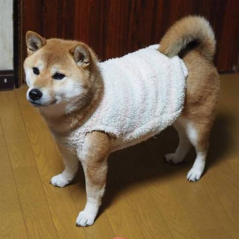 ジェラートピケの腹巻を巻いた柴犬