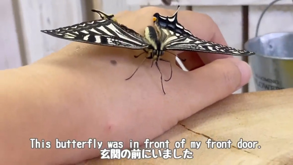 羽化 失敗 蝶 保護 育てたら お世話 人慣れ