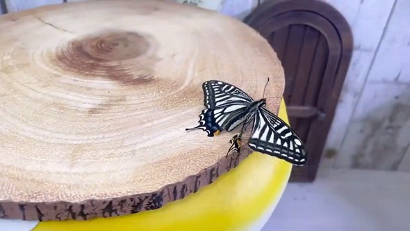 羽化 失敗 蝶 保護 育てたら お世話 人慣れ