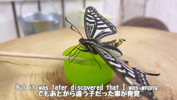 羽化 失敗 蝶 保護 育てたら お世話 人慣れ