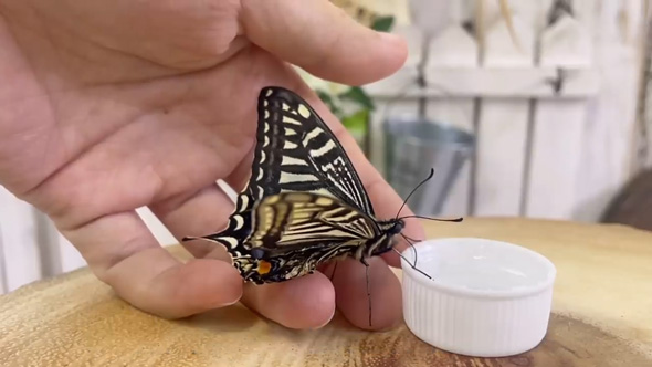 羽化 失敗 蝶 保護 育てたら お世話 人慣れ