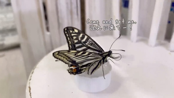 羽化 失敗 蝶 保護 育てたら お世話 人慣れ