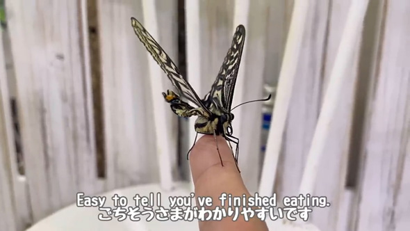 羽化 失敗 蝶 保護 育てたら お世話 人慣れ