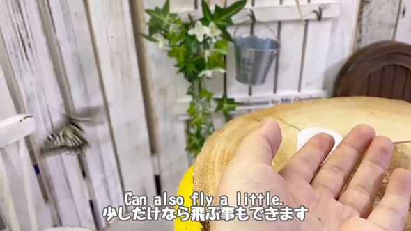 羽化 失敗 蝶 保護 育てたら お世話 人慣れ