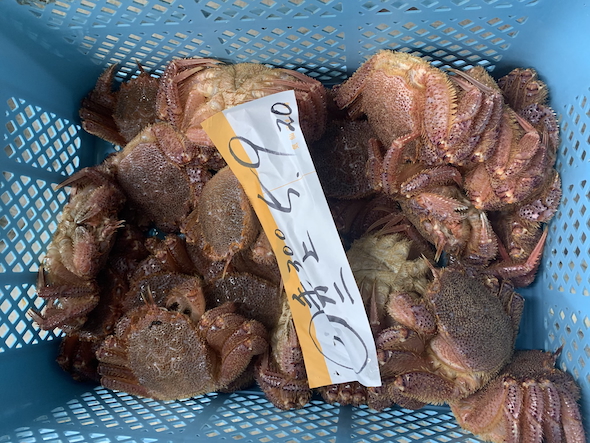 仕入れた毛ガニ