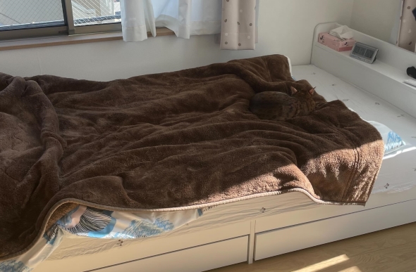 ブランケットに猫