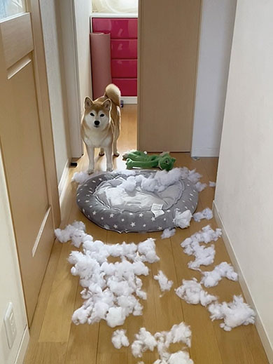 綿が出された布団と犬