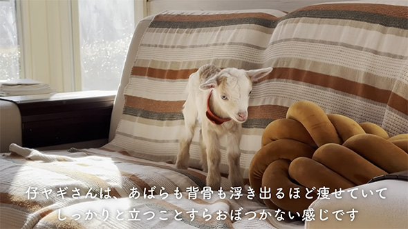 あばらも背骨も