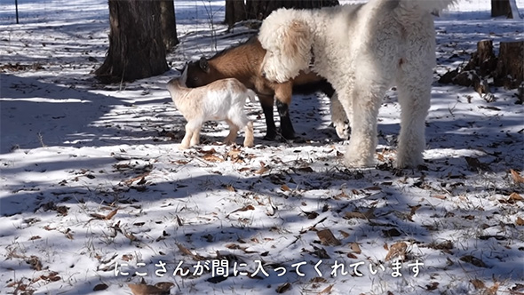 にこさんが間に