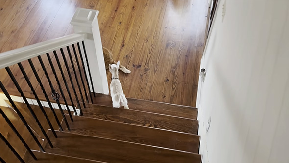 階段を下りる子ヤギ