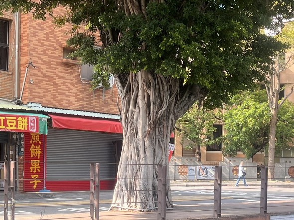 道路の下に伸びている根を撮影した写真