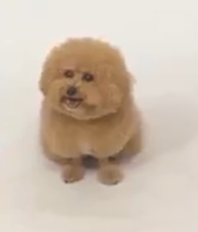 写真スタジオでのポテチくん