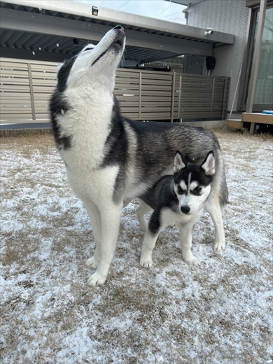 ハスキー5歳と3ヶ月の大きさ比較