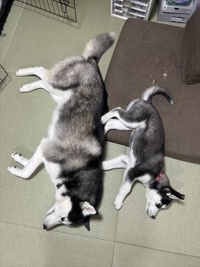 ハスキー5歳と3ヶ月の大きさ比較