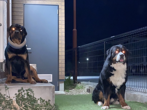 RPGの厄介なボスみたいな大型犬