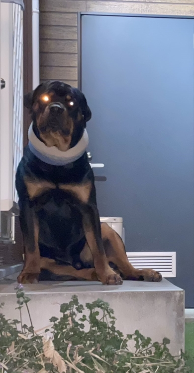 RPGの厄介なボスみたいな大型犬