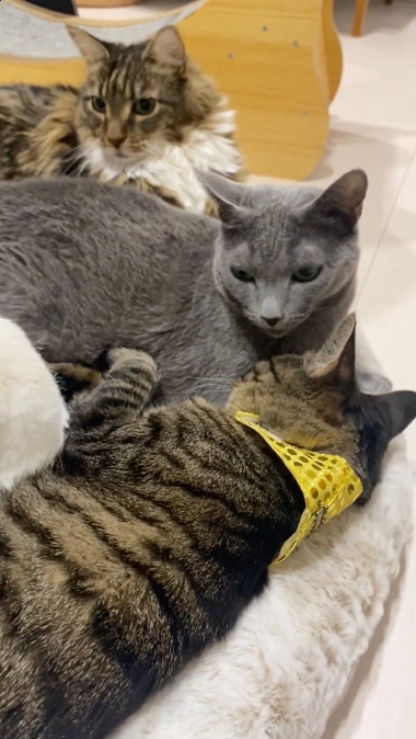 猫feelとニッセンと猫アカウント