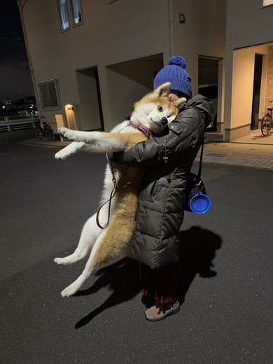 抱っこされる秋田犬