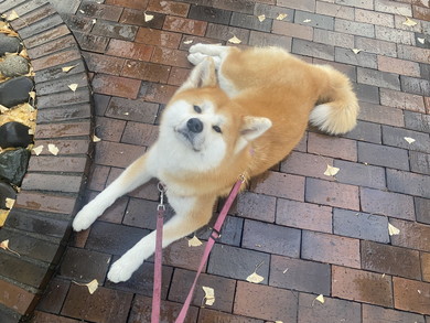 ぺったり体を地面につける秋田犬
