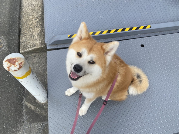 見上げて笑う秋田犬
