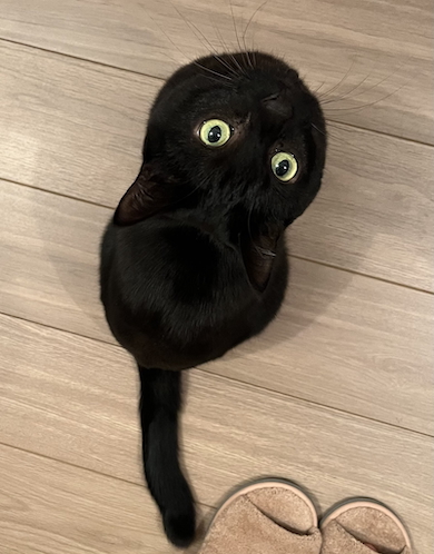 “謎生物”化したクロタくん