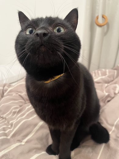 クロタくんの日常