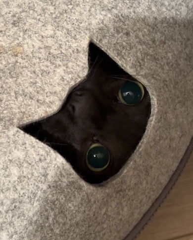 クロタくんの日常